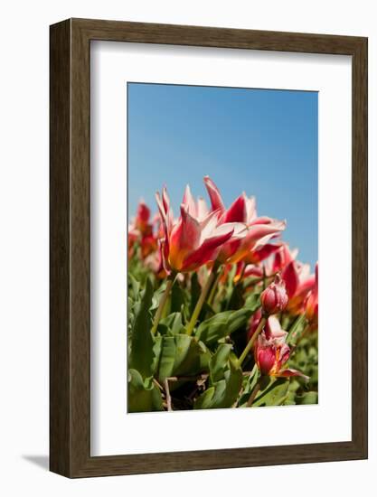 Red Tulips-Ivonnewierink-Framed Photographic Print