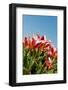 Red Tulips-Ivonnewierink-Framed Photographic Print