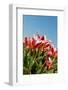 Red Tulips-Ivonnewierink-Framed Photographic Print