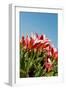 Red Tulips-Ivonnewierink-Framed Photographic Print