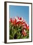 Red Tulips-Ivonnewierink-Framed Photographic Print