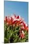 Red Tulips-Ivonnewierink-Mounted Photographic Print