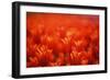 Red Tulips-WizData-Framed Photographic Print