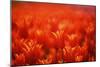 Red Tulips-WizData-Mounted Photographic Print