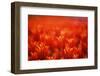 Red Tulips-WizData-Framed Photographic Print