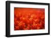 Red Tulips-WizData-Framed Photographic Print