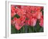 Red Tulips-Anna Miller-Framed Photographic Print