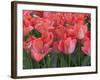 Red Tulips-Anna Miller-Framed Photographic Print