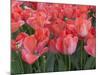 Red Tulips-Anna Miller-Mounted Photographic Print