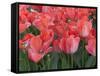 Red Tulips-Anna Miller-Framed Stretched Canvas