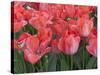 Red Tulips-Anna Miller-Stretched Canvas