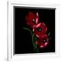 Red Tulips-Magda Indigo-Framed Photographic Print