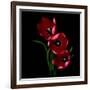 Red Tulips-Magda Indigo-Framed Photographic Print