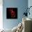 Red Tulips-Magda Indigo-Photographic Print displayed on a wall