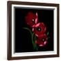 Red Tulips-Magda Indigo-Framed Photographic Print