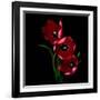 Red Tulips-Magda Indigo-Framed Photographic Print