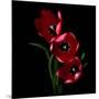 Red Tulips-Magda Indigo-Mounted Photographic Print