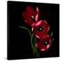 Red Tulips-Magda Indigo-Stretched Canvas