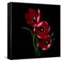 Red Tulips-Magda Indigo-Framed Stretched Canvas