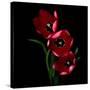 Red Tulips-Magda Indigo-Stretched Canvas