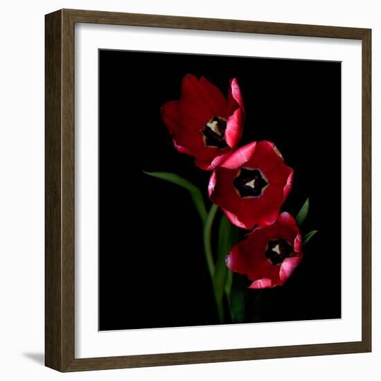 Red Tulips-Magda Indigo-Framed Photographic Print