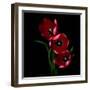 Red Tulips-Magda Indigo-Framed Photographic Print