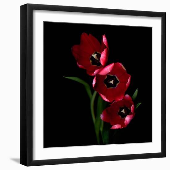 Red Tulips-Magda Indigo-Framed Photographic Print