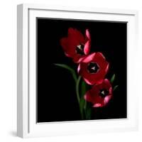 Red Tulips-Magda Indigo-Framed Photographic Print