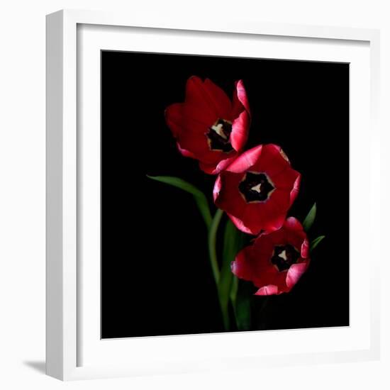 Red Tulips-Magda Indigo-Framed Photographic Print