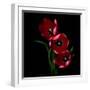 Red Tulips-Magda Indigo-Framed Photographic Print