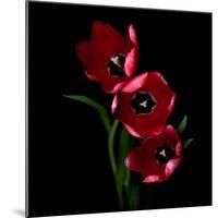 Red Tulips-Magda Indigo-Mounted Photographic Print
