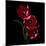 Red Tulips-Magda Indigo-Mounted Photographic Print