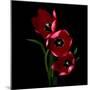 Red Tulips-Magda Indigo-Mounted Photographic Print