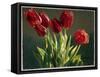Red Tulips-Helen J. Vaughn-Framed Stretched Canvas