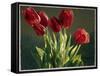 Red Tulips-Helen J. Vaughn-Framed Stretched Canvas