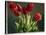 Red Tulips-Helen J. Vaughn-Stretched Canvas