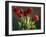 Red Tulips-Helen J. Vaughn-Framed Giclee Print