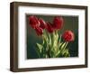 Red Tulips-Helen J. Vaughn-Framed Giclee Print