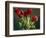 Red Tulips-Helen J. Vaughn-Framed Giclee Print