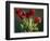 Red Tulips-Helen J. Vaughn-Framed Giclee Print