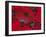 Red Umbrella, Chiang Mai, Northern Thailand-Gavin Hellier-Framed Photographic Print