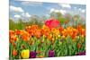 Red Umbrella in Tulips-14ktgold-Mounted Photographic Print