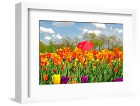 Red Umbrella in Tulips-14ktgold-Framed Photographic Print