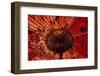 Red umbrella, Taiwan-Keren Su-Framed Photographic Print