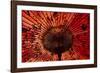 Red umbrella, Taiwan-Keren Su-Framed Photographic Print