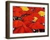 Red Umbrella-Sydney Edmunds-Framed Giclee Print