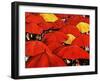 Red Umbrella-Sydney Edmunds-Framed Giclee Print