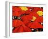 Red Umbrella-Sydney Edmunds-Framed Giclee Print