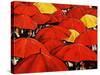 Red Umbrella-Sydney Edmunds-Stretched Canvas