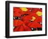 Red Umbrella-Sydney Edmunds-Framed Giclee Print